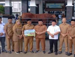 Sapi Limosin Kurban Bantuan Presiden di Kubu Raya Disalurkan untuk Warga dan Kaum Duafa