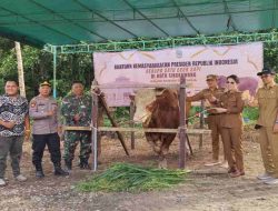 Sapi Metal Kurban Presiden Berbobot 1 Ton Lebih Diserahkan ke Masjid Al-Fattah Singkawang