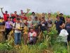 Panen Jagung Hibrida di Sanggau Capai 7,2 Ton per Hektare, Dukung Ketahanan Pangan Nasional