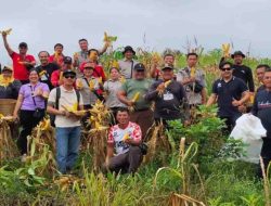 Panen Jagung Hibrida di Sanggau Capai 7,2 Ton per Hektare, Dukung Ketahanan Pangan Nasional