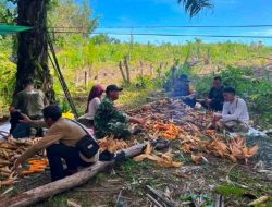 Panen Jagung Hibrida di Perbatasan Sanggau Tembus 10 Ton per Hektare