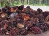 Sempat Anjlok, Harga TBS Sawit di Kabupaten Landak Kini Tembus Rp3.100 per Kilogram