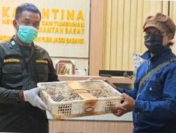 Tragis di Jalur Tikus Perbatasan: 84 Burung Kacer Diselundupkan dari Malaysia, Puluhan Mati Meringkuk