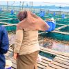 Ikan Mas Mati Massal di Keramba Sungai Kapuas, Karantina Kalbar Turun Tangan