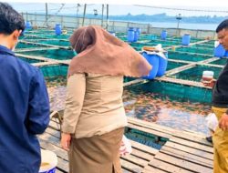 Ikan Mas Mati Massal di Keramba Sungai Kapuas, Karantina Kalbar Turun Tangan