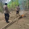 Arena Sabung Ayam di Kapuas Hulu Kembali Dibongkar, Polisi Bakar Lokasi Perjudian yang Pernah Ditindak