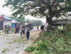 Gotong Royong Forkopimcam Mandor Tebang Pohon Rawan Rubuh di TKN Pembina Landak